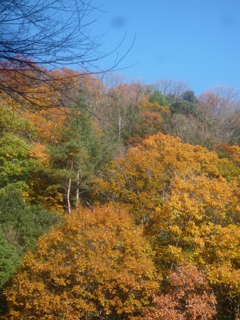 秋の山P1110976.JPGのサムネール画像