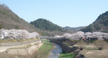 ダムと桜P1120743.JPG